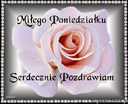 Duża jasno różowa róża w poniedziałek